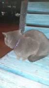 Найдена кошка Скоттиш страйт с фиолетовым ошейником в 12 мкр. на алее возле флагштока