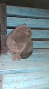 Найдена кошка Скоттиш страйт с фиолетовым ошейником в 12 мкр. на алее возле флагштока