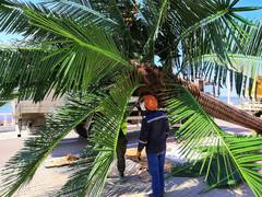 Пальмы сажают на набережной Актау