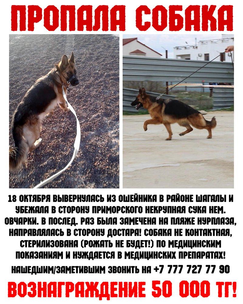 Собака поцарапала машину