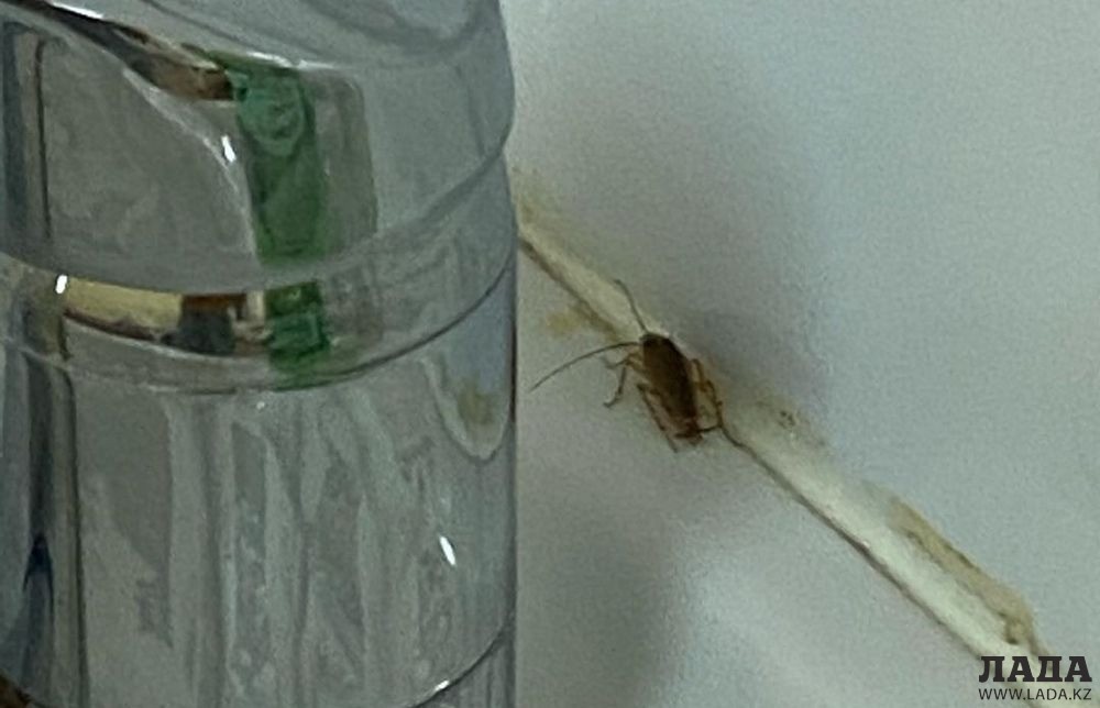 Госпитализированная на карантин жительница Актау пожаловалась на тараканов