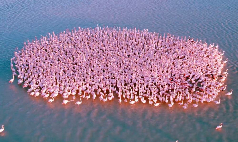 Стая фламинго на озере Караколь. Кадр видео