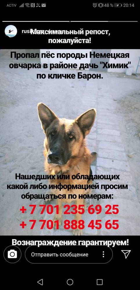 Собака поцарапала машину