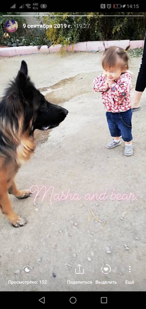 Собака поцарапала машину