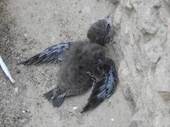 Нужна помощь стрижёнку.