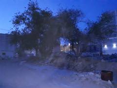 Деревья! Деревья!