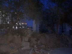 Деревья! Деревья!