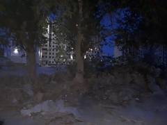 Деревья! Деревья!