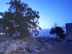 Деревья! Деревья!