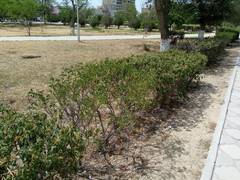 Засуха в сквере у Тарасика