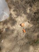 Засуха в сквере у Тарасика