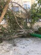 Упало дерево