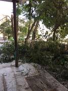 Упало дерево