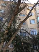 Упало дерево