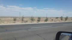 Верблюды поедают деревья