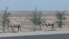Верблюды поедают деревья