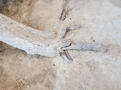 Дерево в 27-38