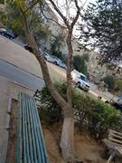 Дерево в 27-38