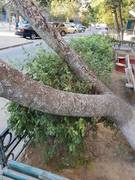 Дерево в 27-38