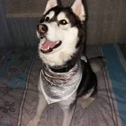 Пропала хаски