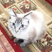 Чей потеряшка?