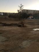 Варварская вырубка деревьев