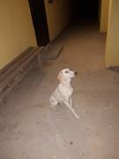 Пропала собака