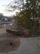 Варварская вырубка деревьев