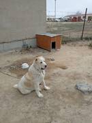 Потерялась собака