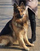 Потерялась собака