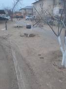 Очередное варварское уничтожение деревьев