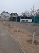 Очередное варварское уничтожение деревьев