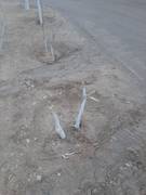 Очередное варварское уничтожение деревьев