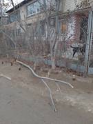 Очередное варварское уничтожение деревьев