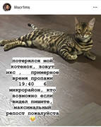 Потерялся котенок!