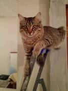 Пропал Кот!