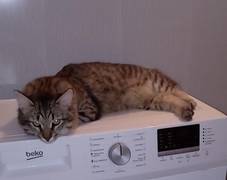 Пропал Кот!