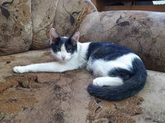 Чей котенок?