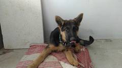 Пропал щенок (немецкая овчарка)