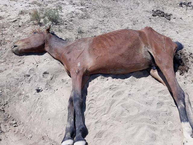 Истощенная от голода лошадь в Мангистау. Фото очевидцев