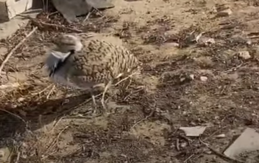 Кадр видео