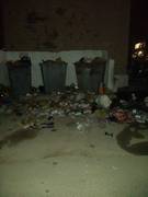 "Свиные" Коровы