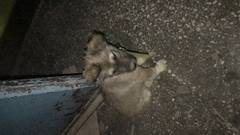 Видел щенка