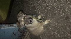 Видел щенка