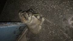 Видел щенка