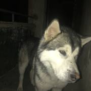 Найдена собака породы «Хаски» ищу хозяина собаки