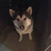 Найдена собака породы «Хаски» ищу хозяина собаки
