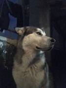 Найдена собака породы «Хаски» ищу хозяина собаки