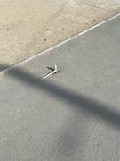 Весенние ростки