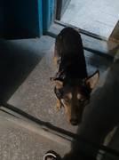 Пес ищет работу для охраны территории